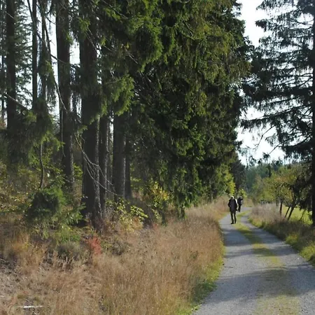 Am Forstweg Yalet Brilon-Wald